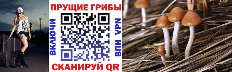 Псилоцибиновые грибы GOLDEN TEACHER Красногорск